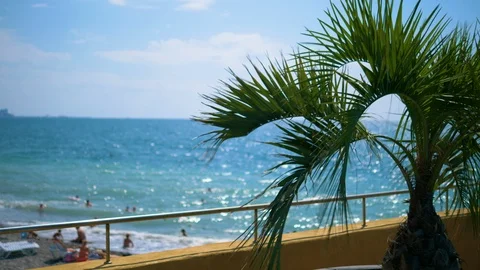 Palm tree by the sea/seaside Stock Footage 123554351