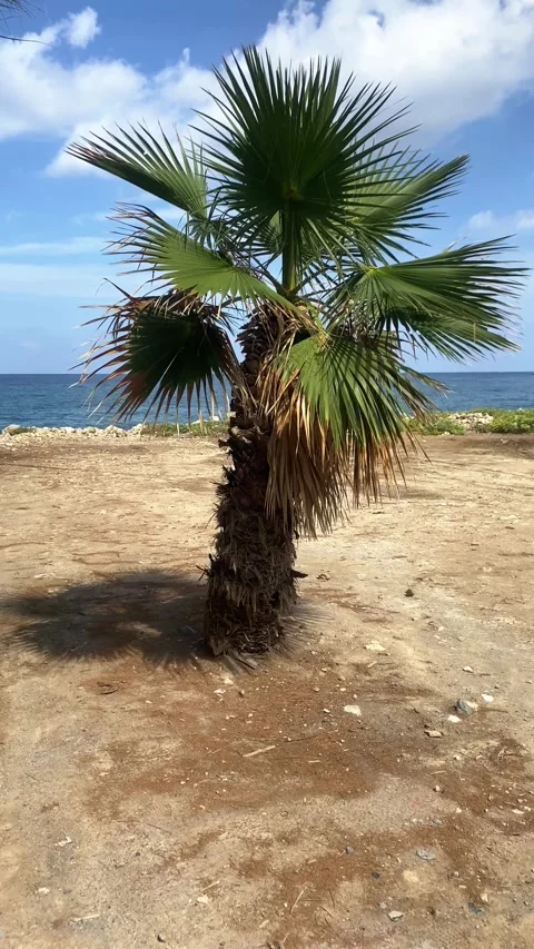 Palm tree on the seashore. Sea, waves. Vertical video Stock-Footage 286226237