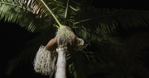 Palm tree with seeds, Madeira, 4K Stock Footage 245723898