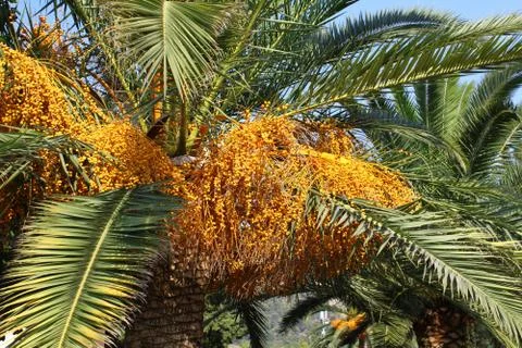 Palm tree with seeds Stock Photos