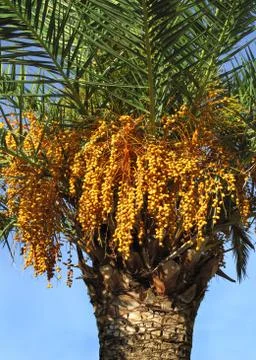 Palm tree with seeds Stock Photos