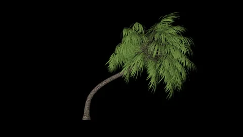 Palm tree seemless loop, black background  스톡 동영상 169579207