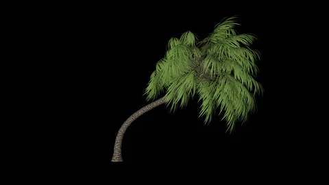 Palm tree seemless loop, luma matte Vidéo 167882224