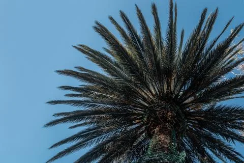 Palm tree seen from below with blue and sunny sky Stock Photos