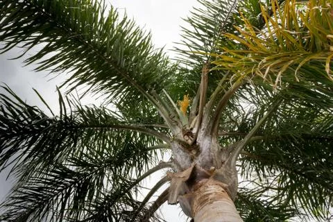 Palm tree seen from below with sprouts in summer Stock Photos