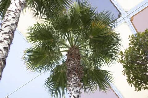 Palm tree seen from the bottom up Foto stock