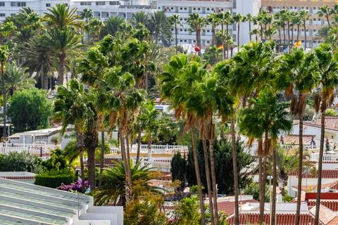 A palm tree is seen in front of a building with a white roof Stock Photos