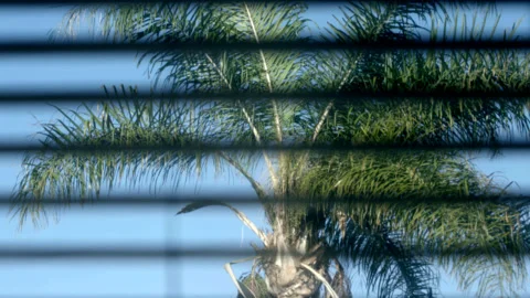 Palm Tree Seen Through Horizontal Window Blinds 库存影片 343092486