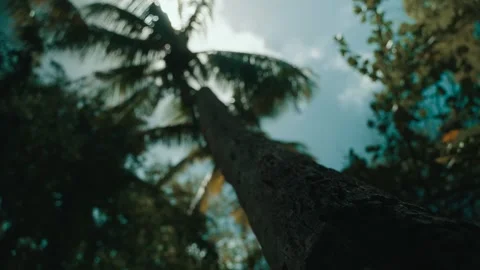 Palm Tree seen from under Stock Footage 251577261