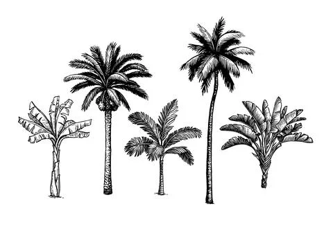 Palm tree set. Stock Illustration