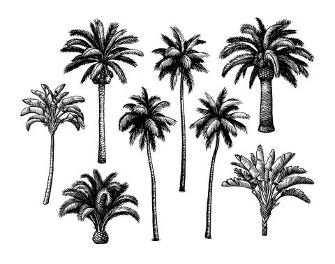 Palm tree set. Stock Illustration