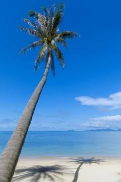 Palm tree with shadow on the beach sand Stock Photos