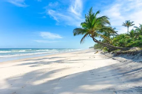 Palm tree shadow on beautiful sandy beach Stock Photos