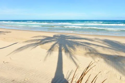 Palm tree shadow on beautiful sandy beach 库存照片