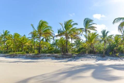 Palm tree shadow on beautiful sandy beach Photos
