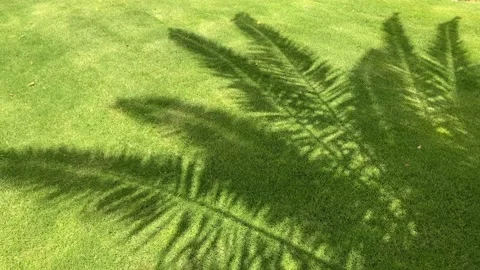 Palm tree shadow on the grass video background Stock Footage 195116774