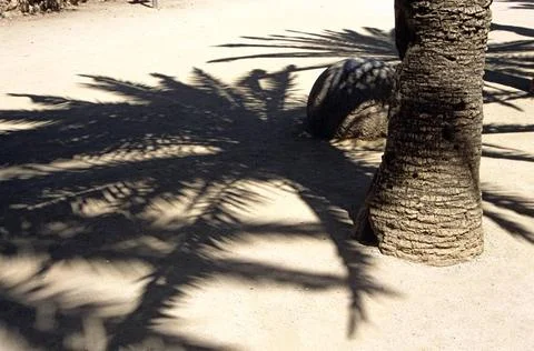  Palm tree shadow, Guell Park, Barcelona, Spain CAP/MEL MEL/ Copyright: xM... 스톡 사진