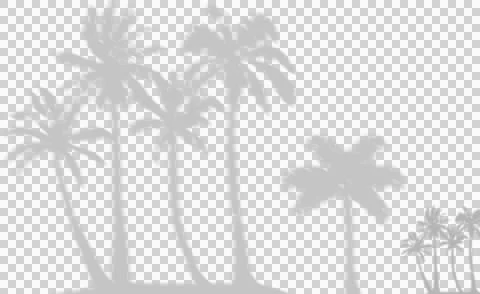 Palm tree shadow overlay for tropical design and summer vacation. Stock Illustration