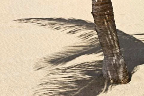 Palm tree shadow Stock Photos