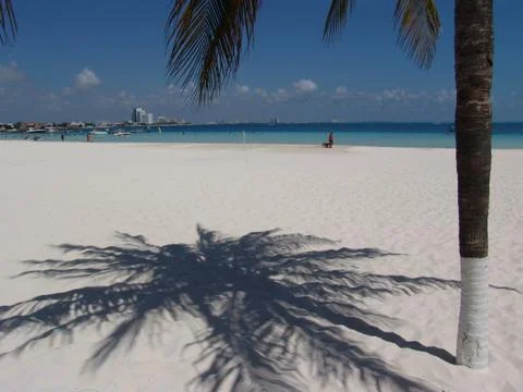 Palm tree shadow Stock Photos