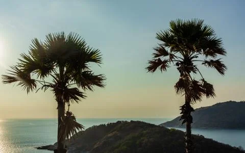 Palm tree shadow at sunset time Foto stock