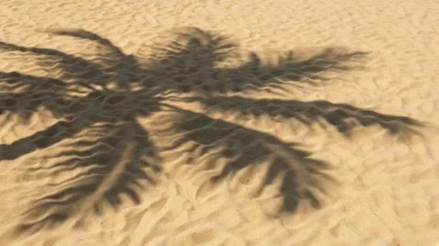 Palm tree shadow swaying on golden beach sand Stock Footage 336399631