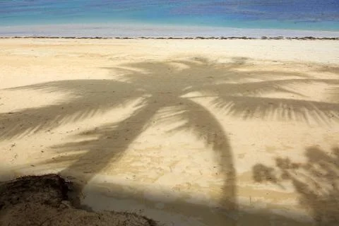 Palm tree shadow on tropical beach. Travel background. Stock Photos