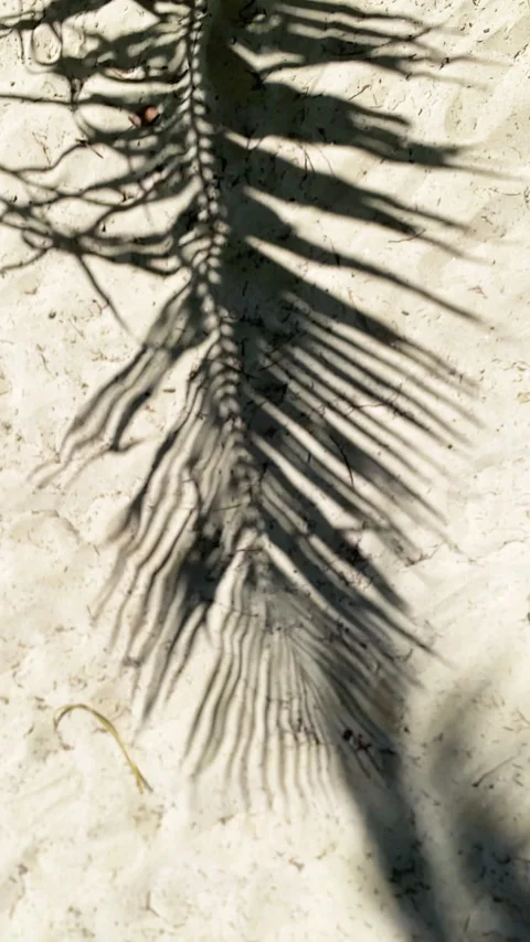 Palm Tree Shadow on White Sand Beach, Tropical Sunlight Pattern, Slow Motion Vid Stock Footage 336438108