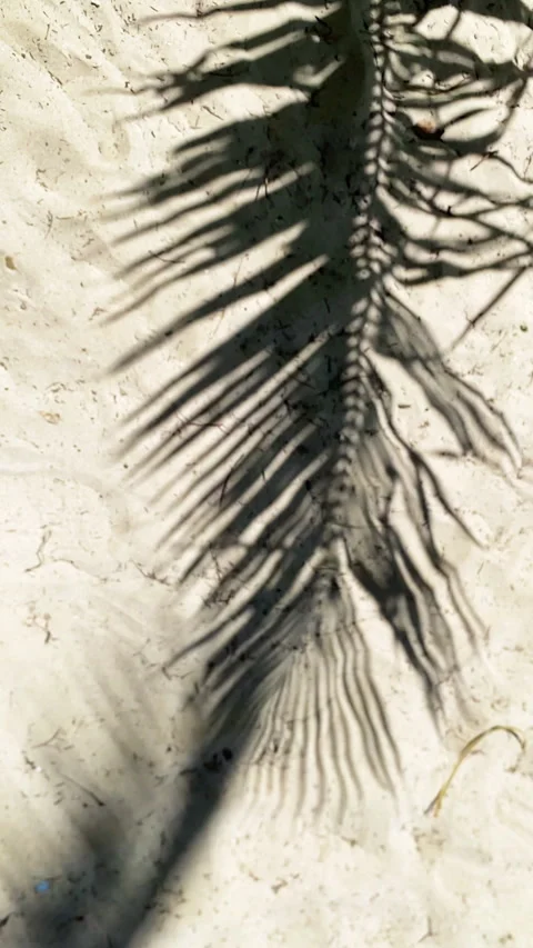 Palm Tree Shadow on White Sand Beach, Tropical Sunlight Pattern, Slow Motion Vid Stock Footage 338227747