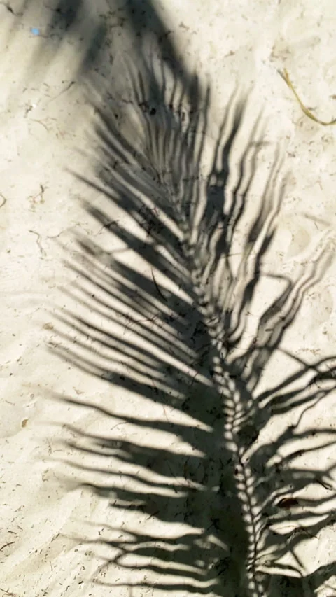 Palm Tree Shadow on White Sand Beach, Tropical Sunlight Pattern, Slow Motion Vid Stock Footage 344987593