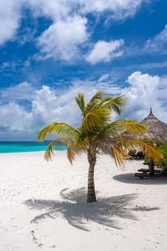 Palm tree shadow on white sand near Maldives resort sun shelters Stock Photos