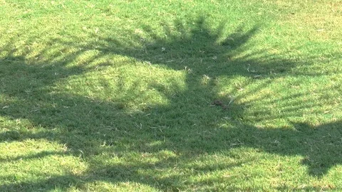 Palm Tree Shadows Stock Footage 103806508