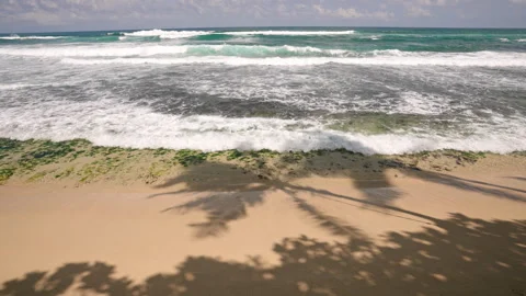 Palm tree shadows stretch across sandy beach to meet vibrant green algae covered Stock Footage 269492925