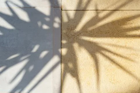 Palm tree shadows on the wall cold and warm Stock Photos