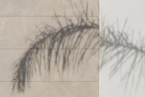 Palm tree shadows on the wall cold and warm Stock Photos