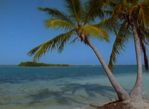 Palm Tree at shallow beach shore Video stock 231353030