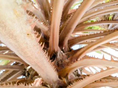 Palm tree with sharp thorns on dry branches Stock Photos
