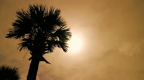 Palm Tree Shilouette Vidéo 34853833