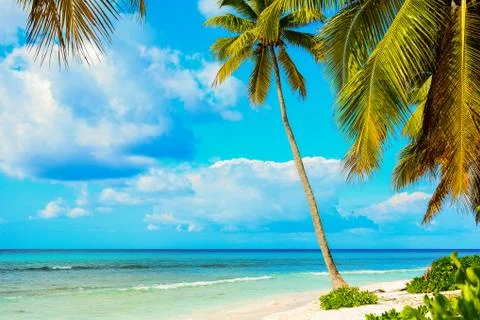 Palm tree on the shore of a beach Stock Photos