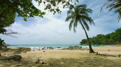 Palm tree on the shore of a deserted tropical sea. beach in non-tourist seaso Stock Footage