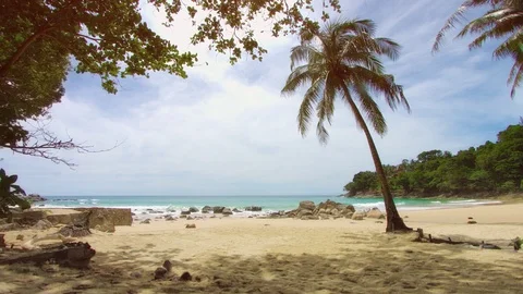 Palm tree on the shore of deserted tropical sea. Beach in non-tourist season Stockbeeldmateriaal 102494681