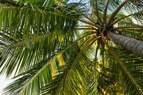 The palm tree shot from below on Maldives island Stock Photos