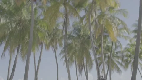 Palm tree shots in Isla Verde Puerto Rico Beach with beautiful skies Stock Footage 276041284