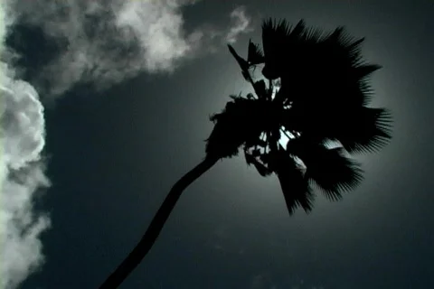 Palm Tree Silhouette 1 스톡 동영상 136825