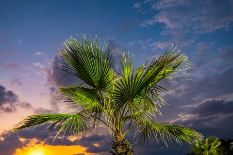 Palm Tree Silhouette Against Dramatic Purple Sunset Sky Stock Photos