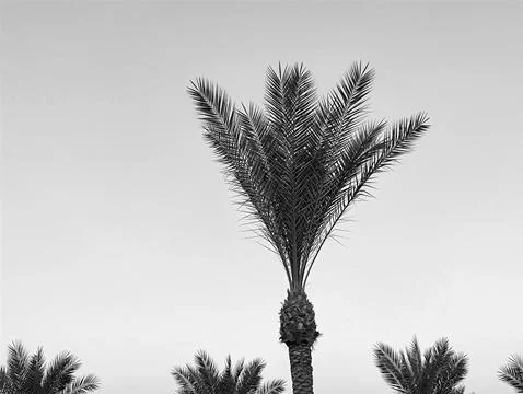 Palm tree silhouette against empty sky 写真素材