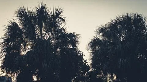 Palm tree silhouette against the setting sun 写真素材