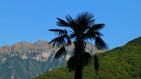 Palm Tree in Silhouette and Mountain Peak Monte Generoso 库存影片 211403446
