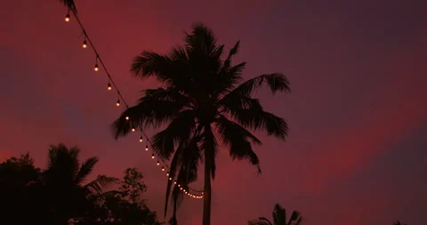 Palm tree silhouette with decorative string lights against flamboyant pink sky Stock Footage 344753312