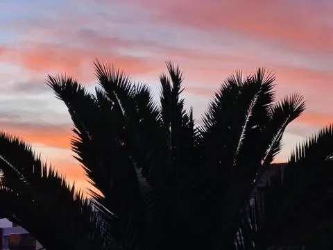 A palm tree silhouette at dusk Stock Illustration